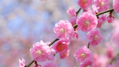 明けましておめでとうございます