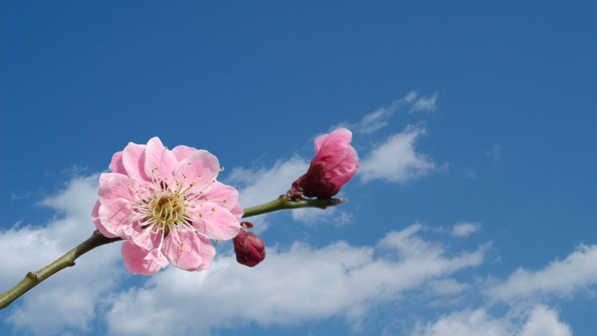 私立高校入試 結果のご報告(2026)