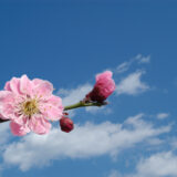 私立高校入試 結果のご報告(2026)