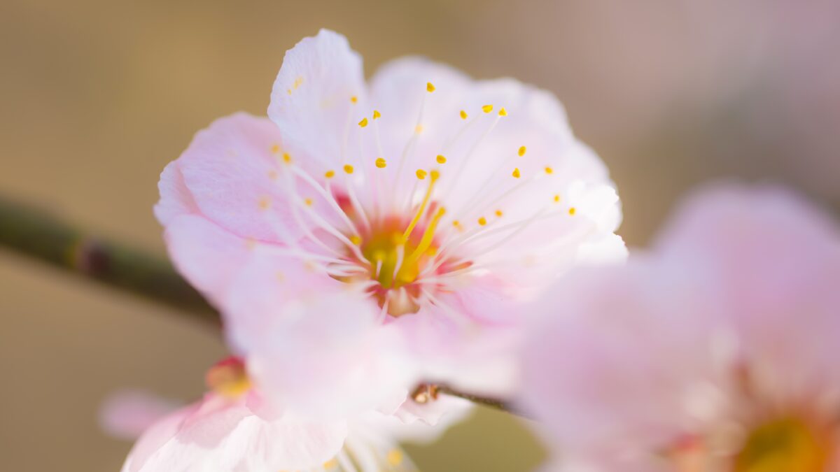 あす2/23(月・祝)は 21:00終了です