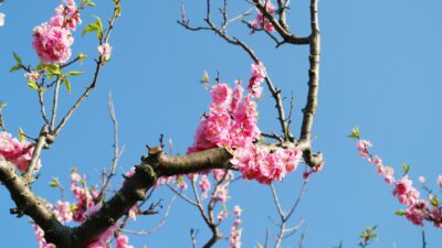 公立高受験も追い込みです